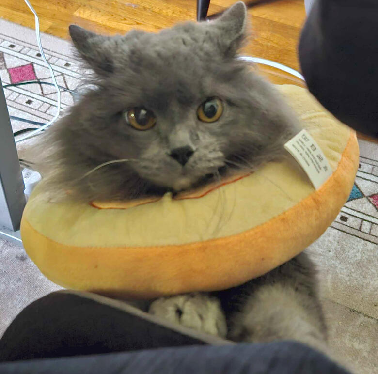 Donuthead Donuthead