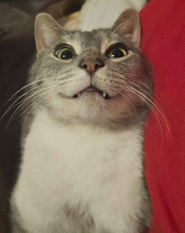 Squeak